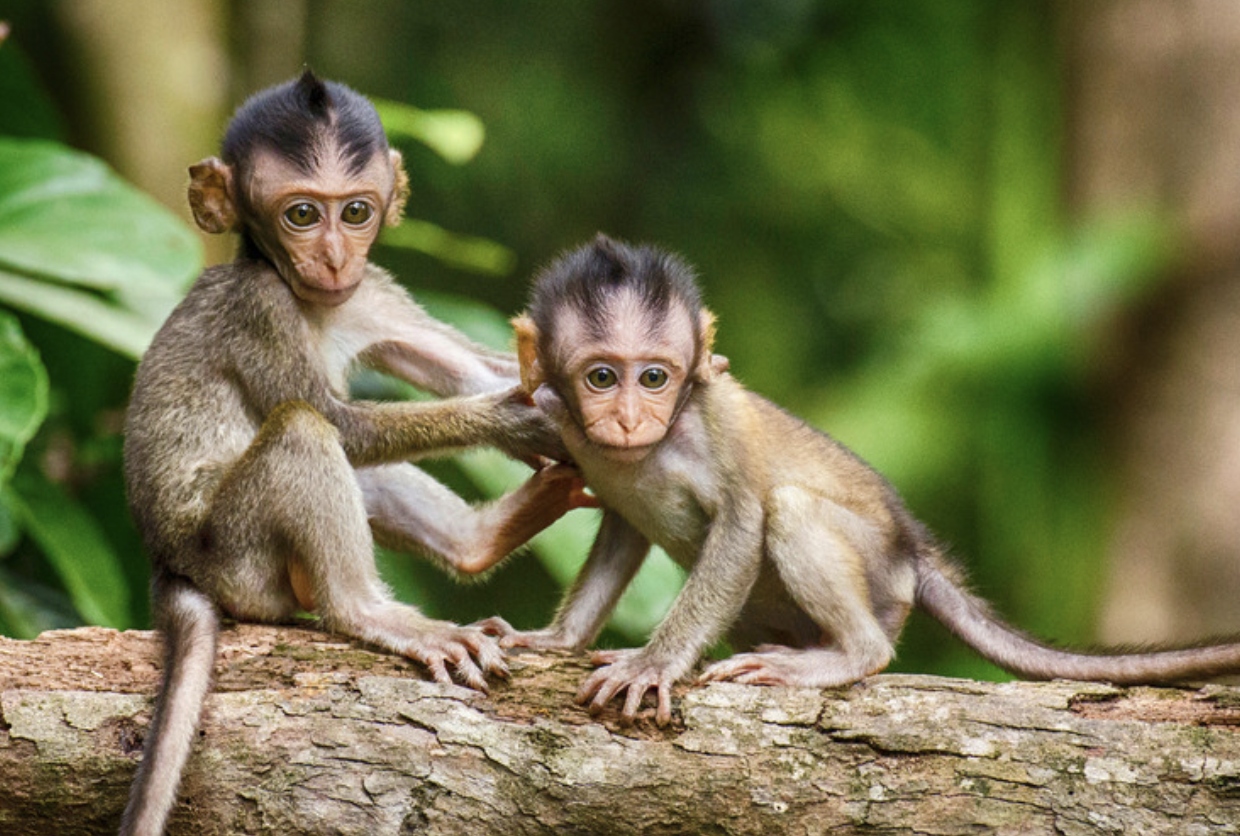 La ebriedad en la naturaleza: un estudio revela el alto consumo de alcohol en animales y su impacto en la fascinación humana.